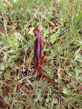 Image of Sierra newt