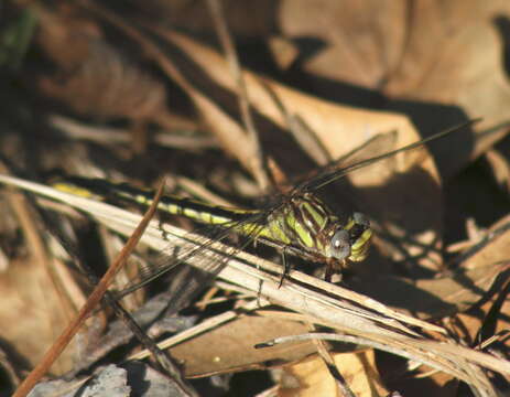 Image of Phanogomphus oklahomensis (Pritchard 1935)