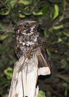 Image of Cuban Nightjar