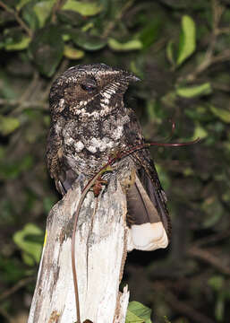 Plancia ëd Antrostomus cubanensis Lawrence 1860