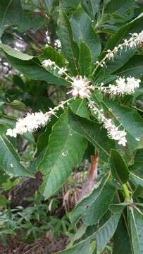 Image of Clethra