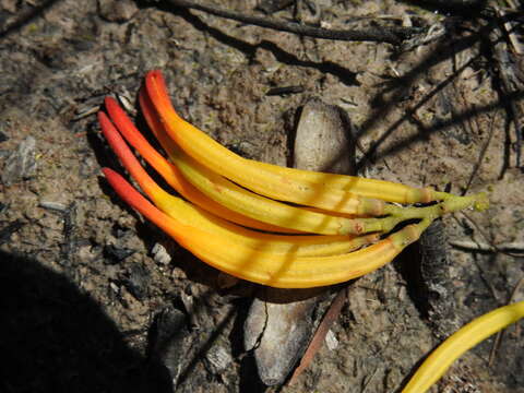 Image of Dendrophthoe vitellina (F. Müll.) Tieghem