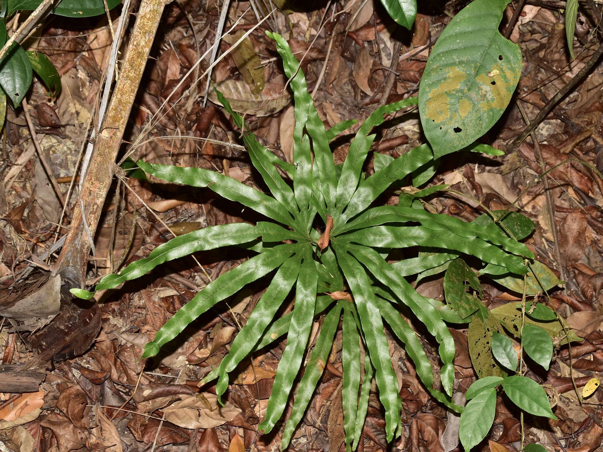 Image of Lygodium longifolium (Willd.) Sw.