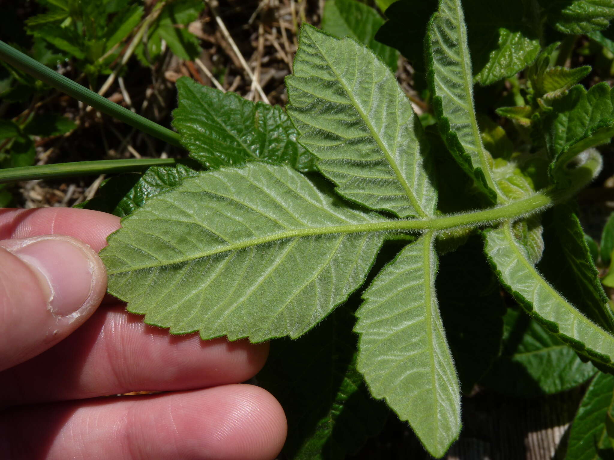 Image of Michaux's sumac