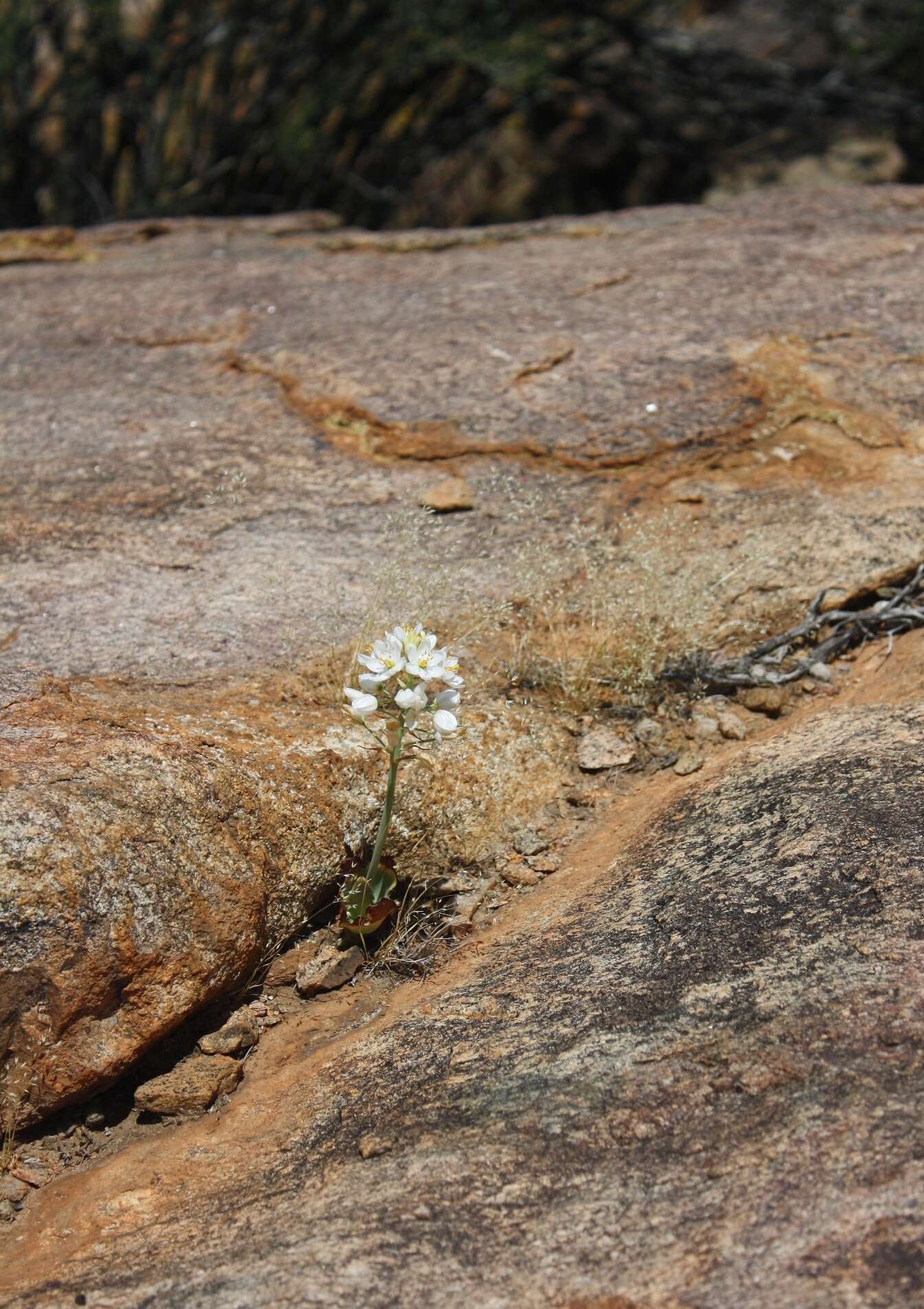 Image of Ornithogalum pruinosum F. M. Leight.