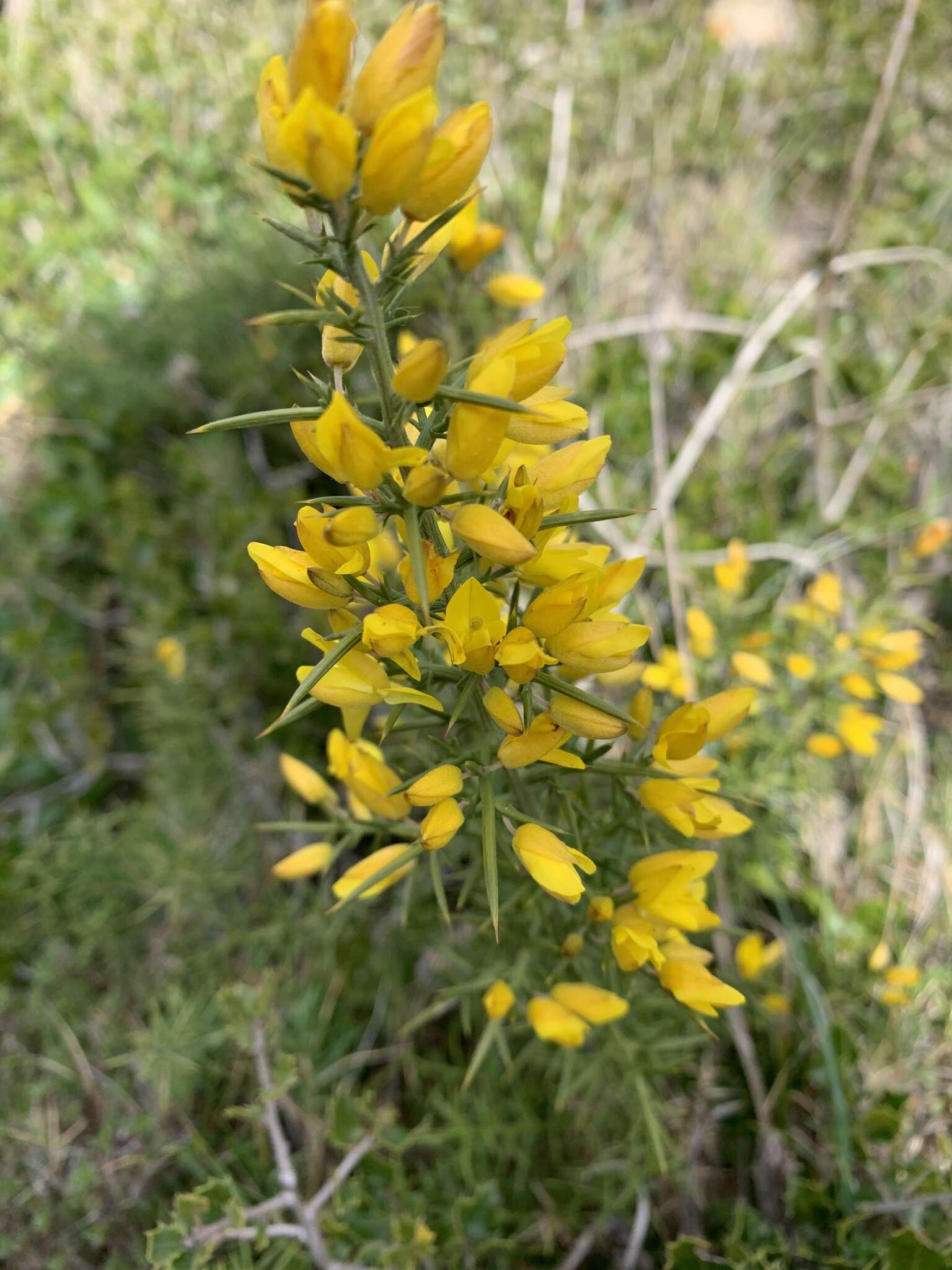 Image de Ulex parviflorus subsp. parviflorus