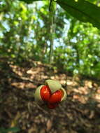 Image of Glyptopetalum grandiflorum Beddome