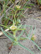 Image of <i>Euphorbia <i>trichadenia</i></i> var. trichadenia