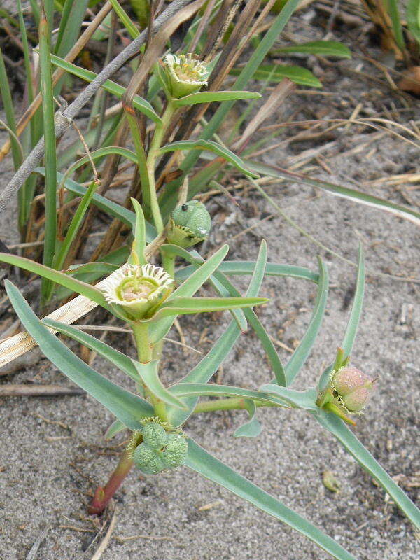 Image of <i>Euphorbia <i>trichadenia</i></i> var. trichadenia