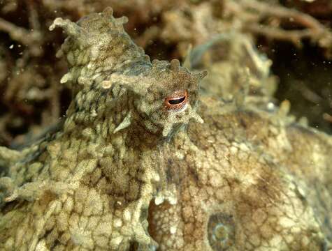 Image of California two-spot octopus