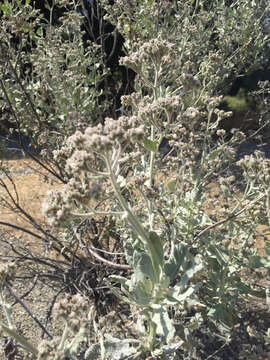 Imagem de Eriodictyon tomentosum Benth.