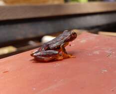 Image of Reed frog