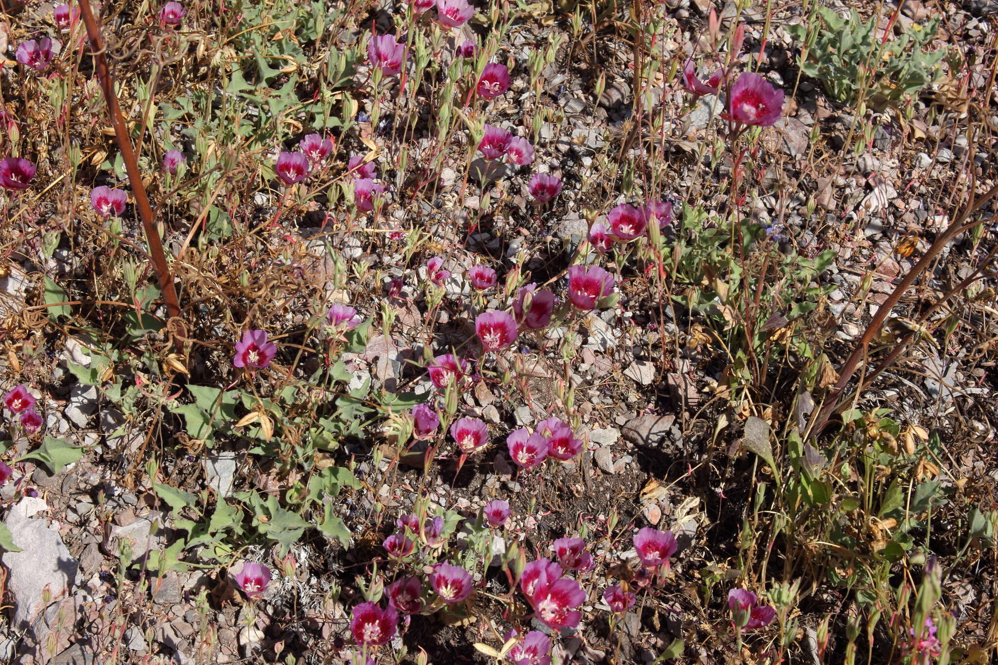 Слика од Clarkia speciosa subsp. speciosa