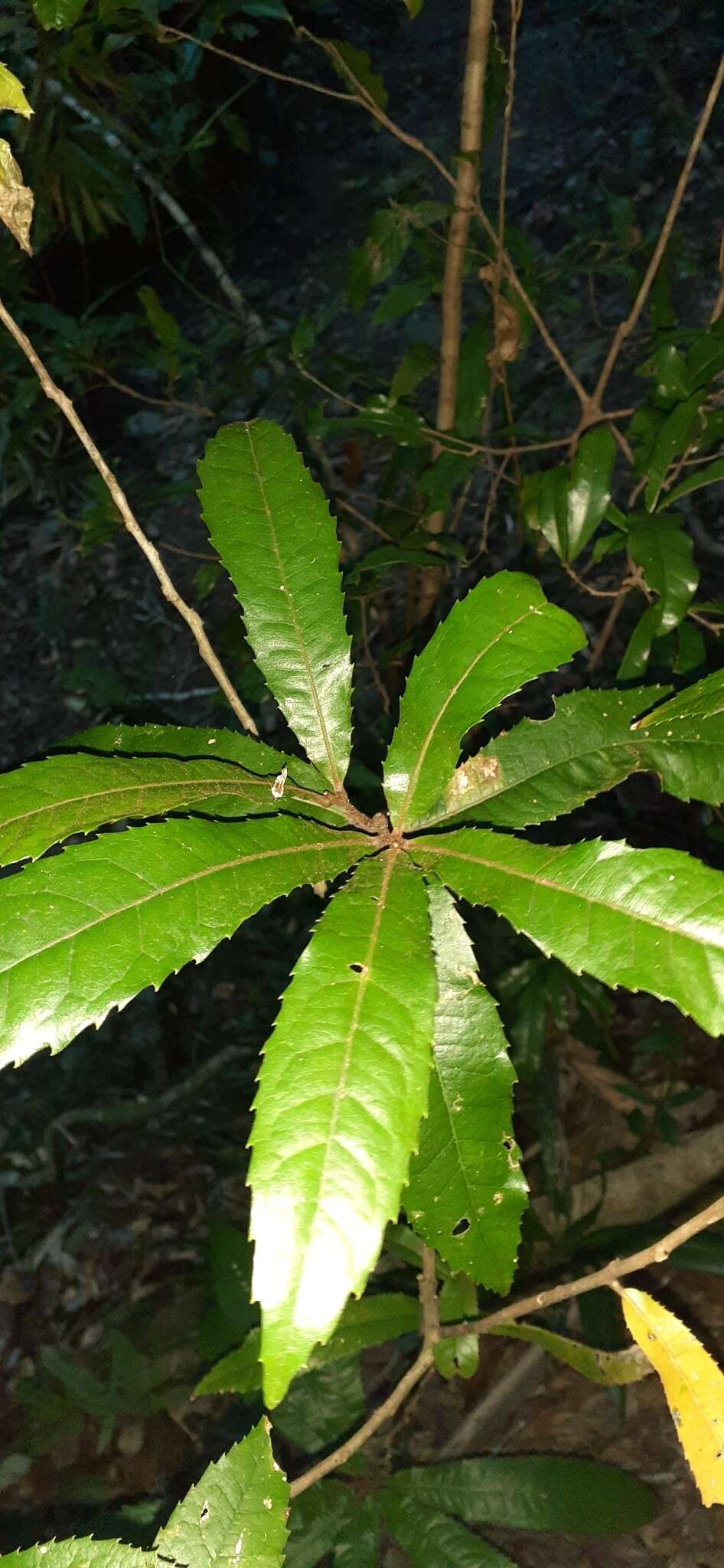 Image of Helicia ferruginea F. Müll.