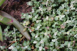 Image of Chenopodium desertorum subsp. microphyllum Paul G. Wilson