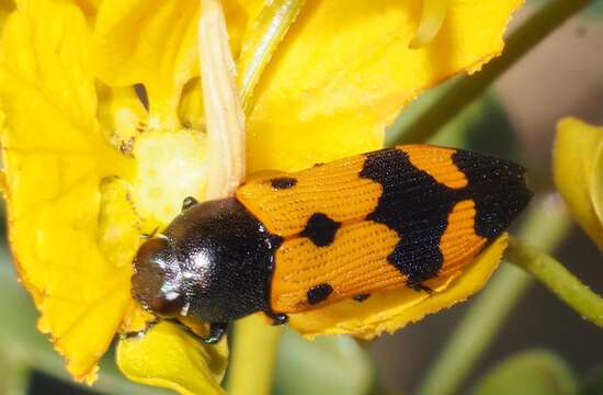 Image of Castiarina atricollis (Saunders 1869)