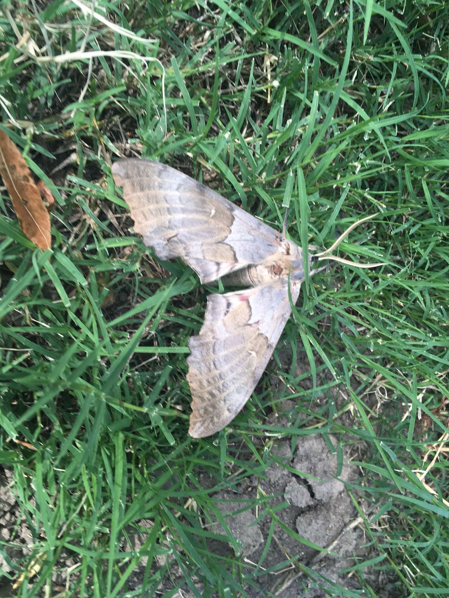 Image of Western Poplar Sphinx