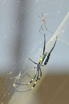 Image of Trichonephila senegalensis (Walckenaer 1841)