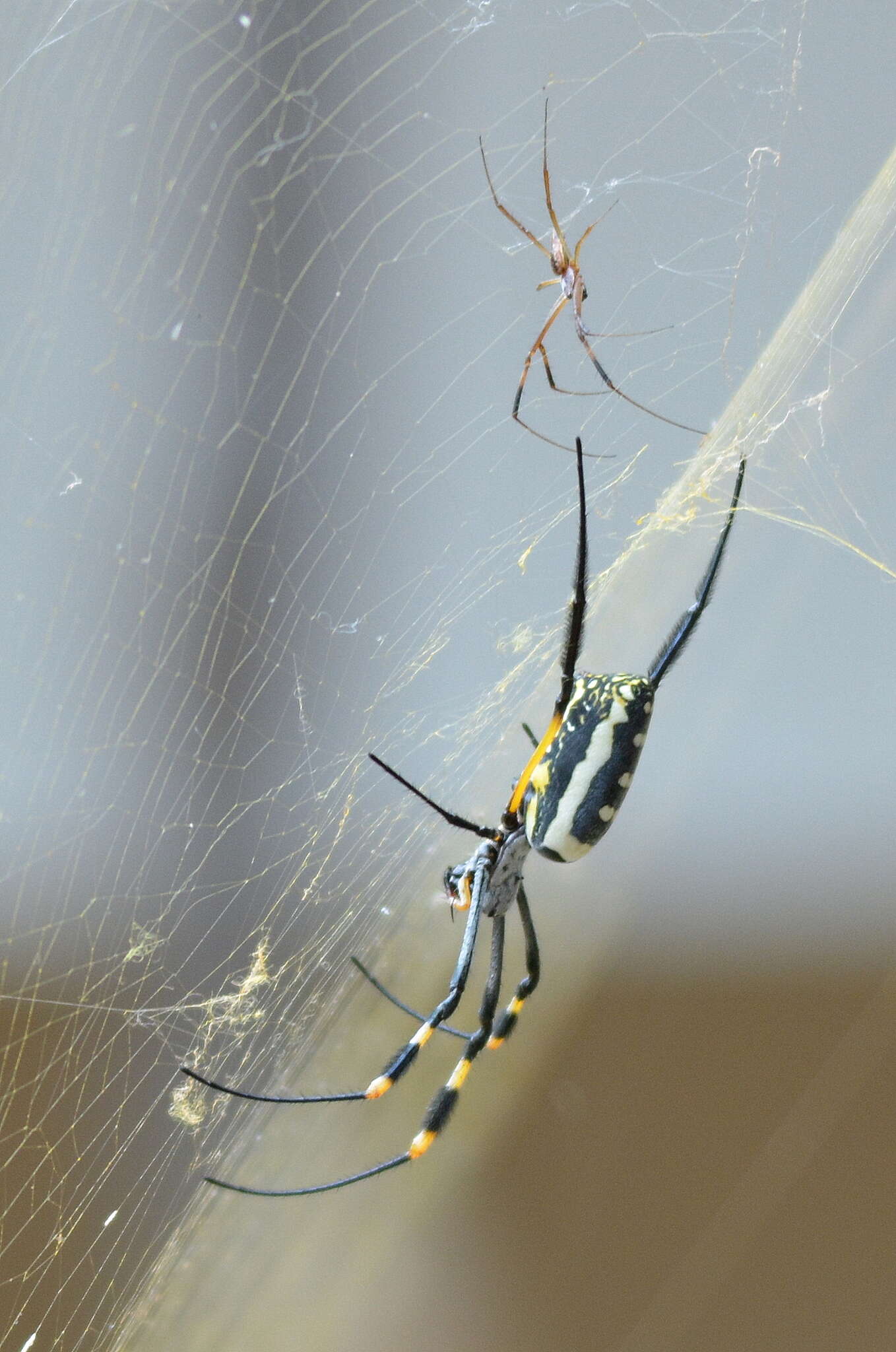 صورة Trichonephila senegalensis (Walckenaer 1841)