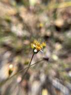 Image of meager pygmydaisy