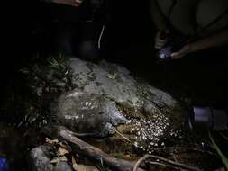 Image of Wattle-necked Softshell Turtle