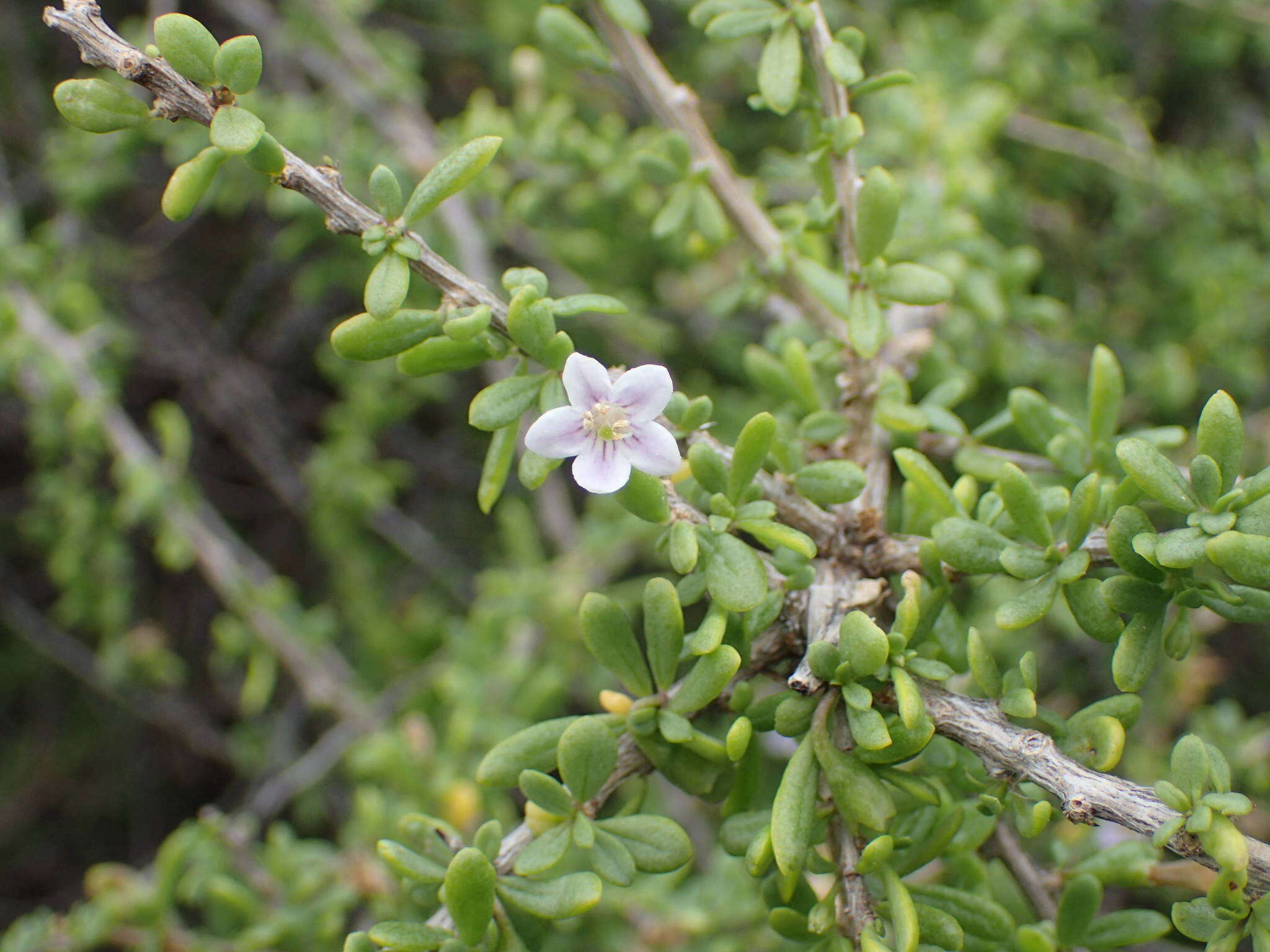 Image of Lycium elliotii Dammer