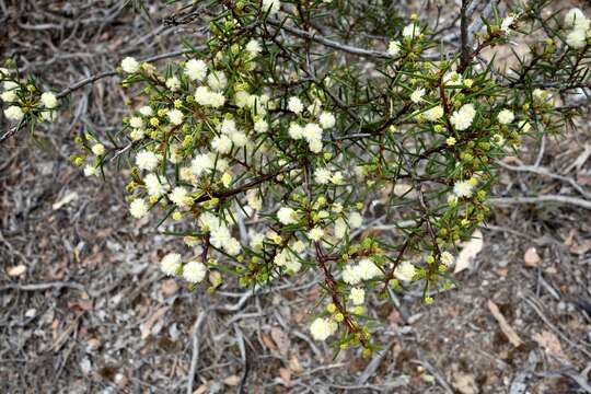 Image of early wattle