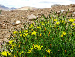 Plancia ëd Askellia flexuosa (Ledeb.) W. A. Weber