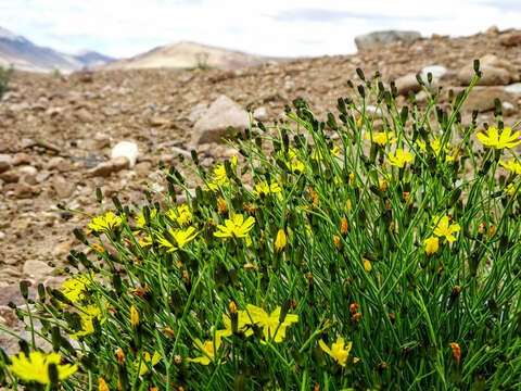 Image of Askellia flexuosa (Ledeb.) W. A. Weber