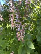 Image de Ocimum labiatum (N. E. Br.) A. J. Paton