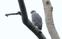 Image of Grey-lined Hawk