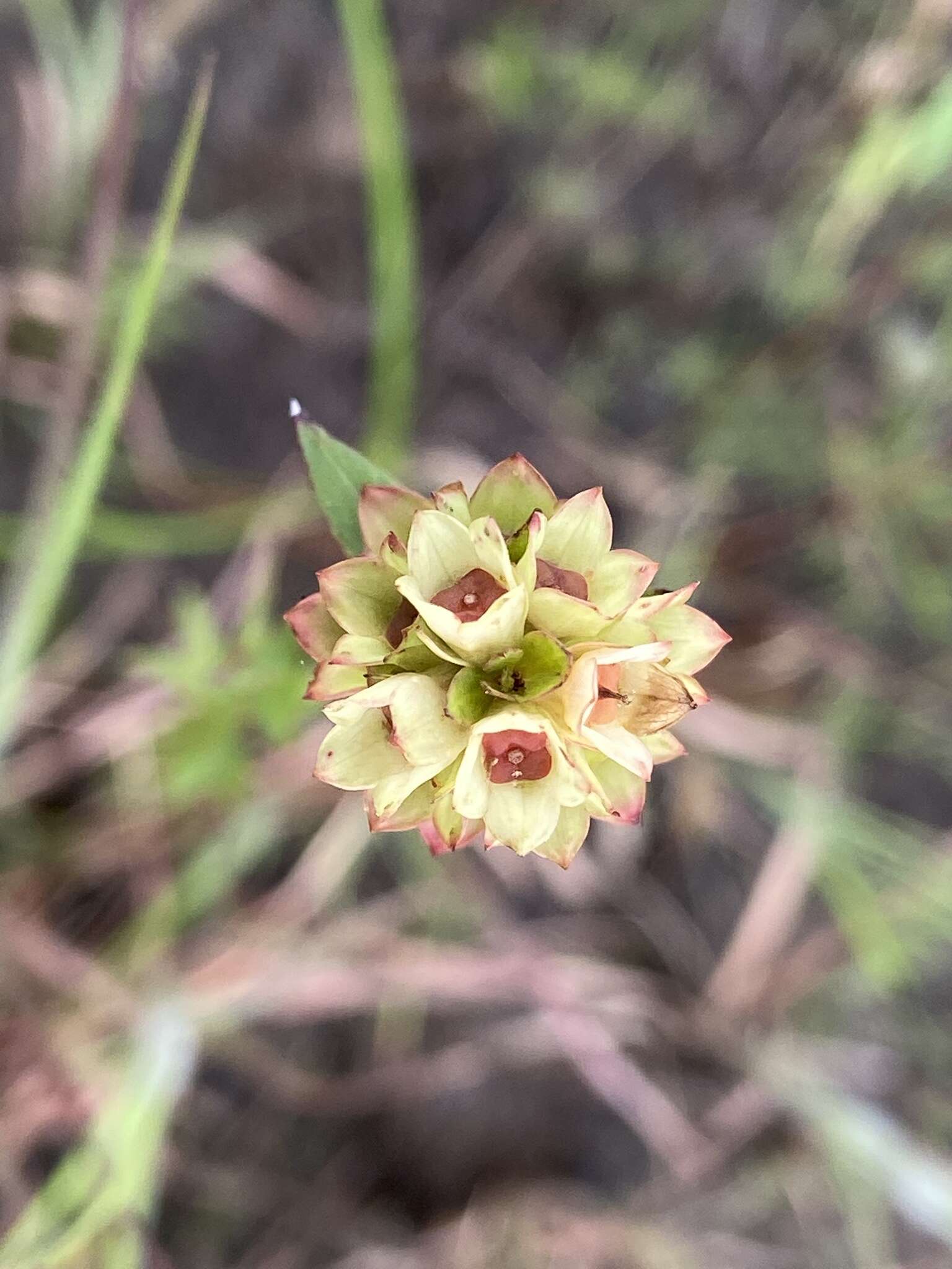 Image of Shrubby Primrose-Willow