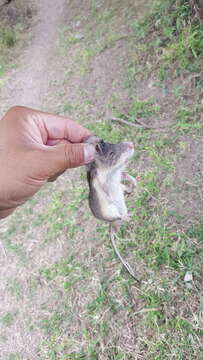 Image of Mexican spiny pocket mouse