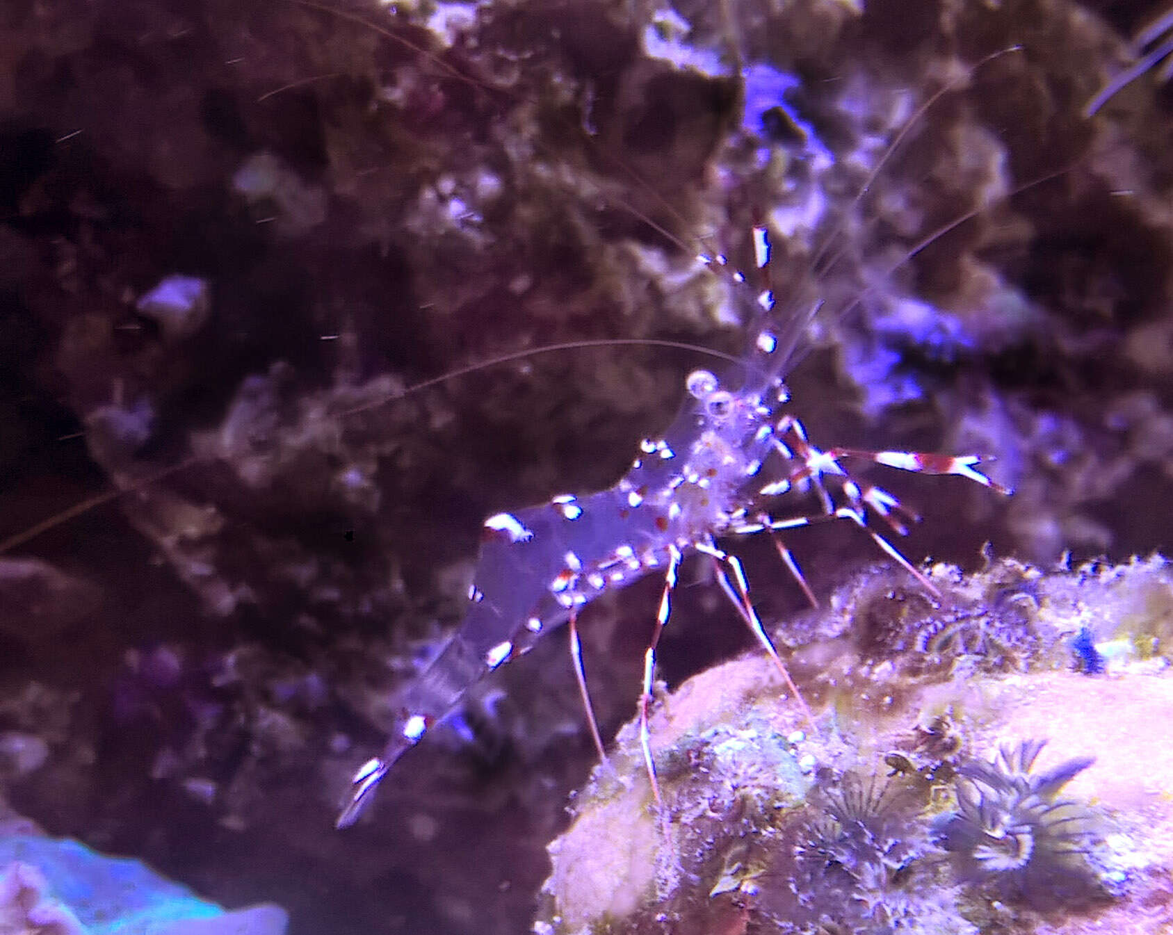 Image of clear cleaner shrimp