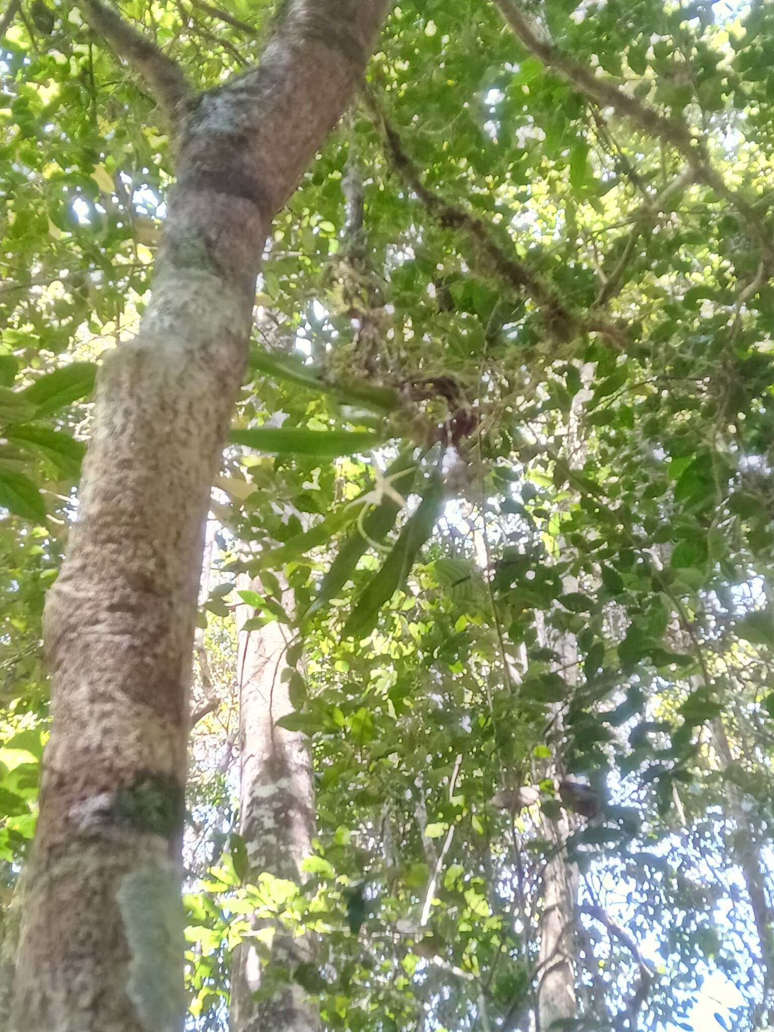 Image of Aeranthes schlechteri Bosser