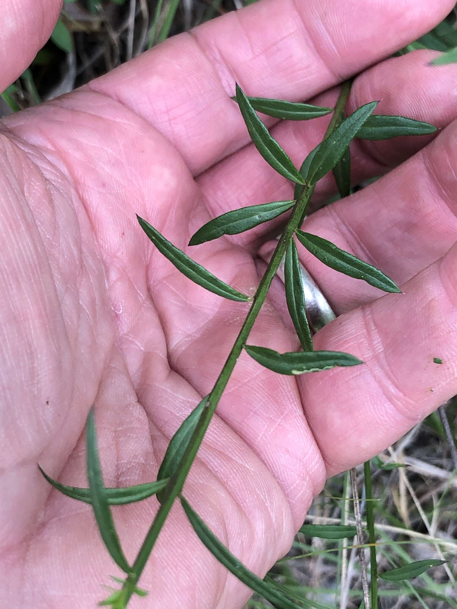 Polygala boykinii Nutt.的圖片