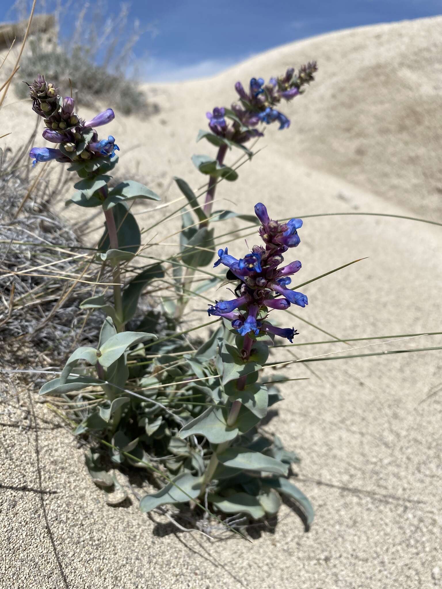 Image de Penstemon acuminatus Dougl.