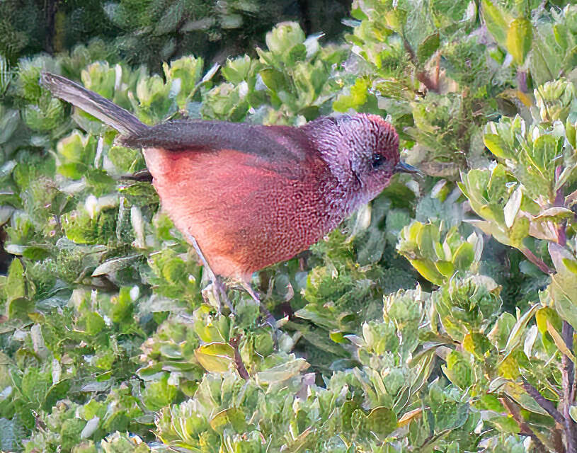 Image of Pink-headed Warbler