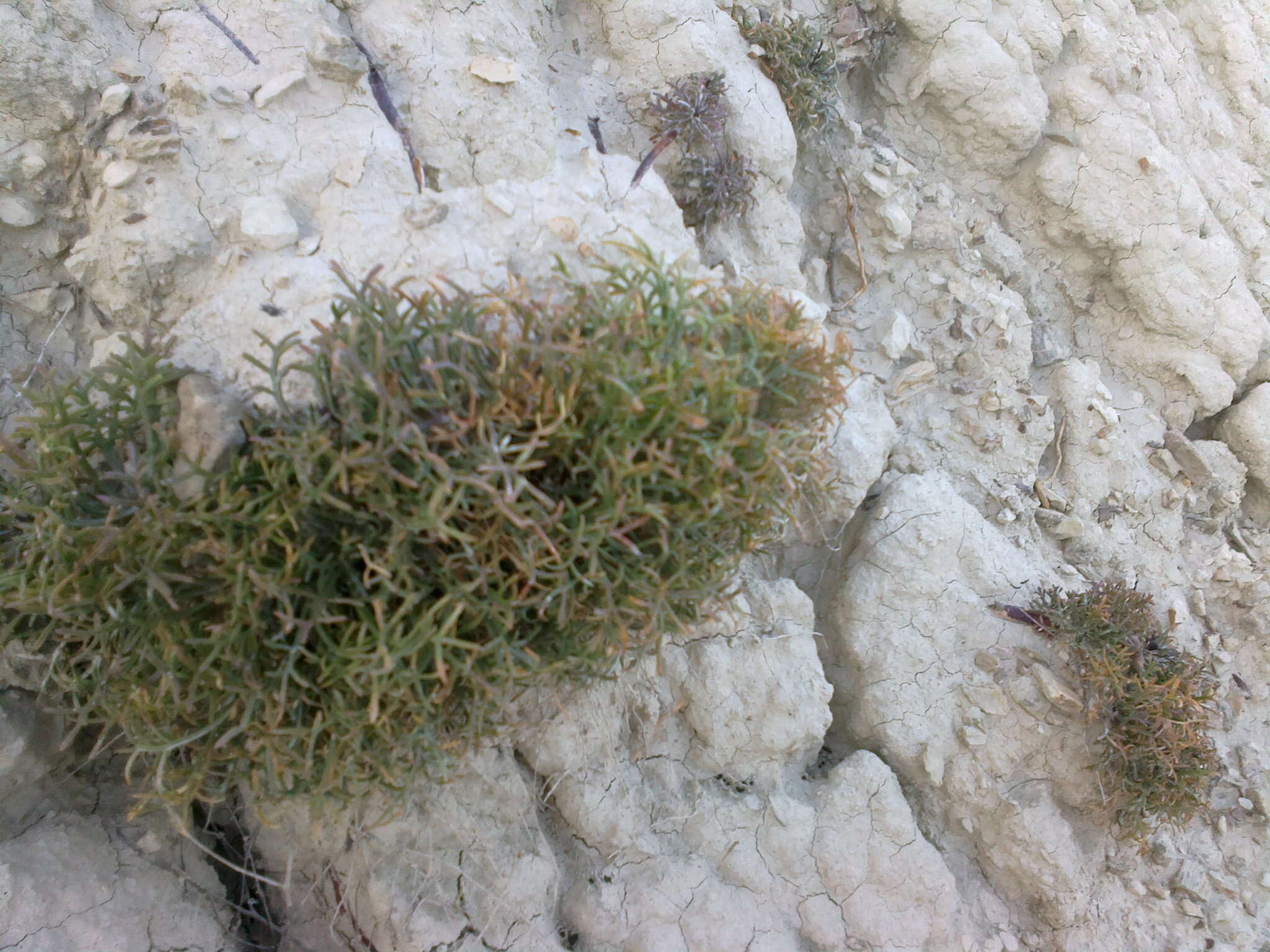 Image of Lepidium meyeri subsp. turczaninowii (Lipsky) Schmalh.