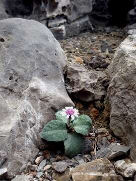 Image of Senecio varicosus L. fil.