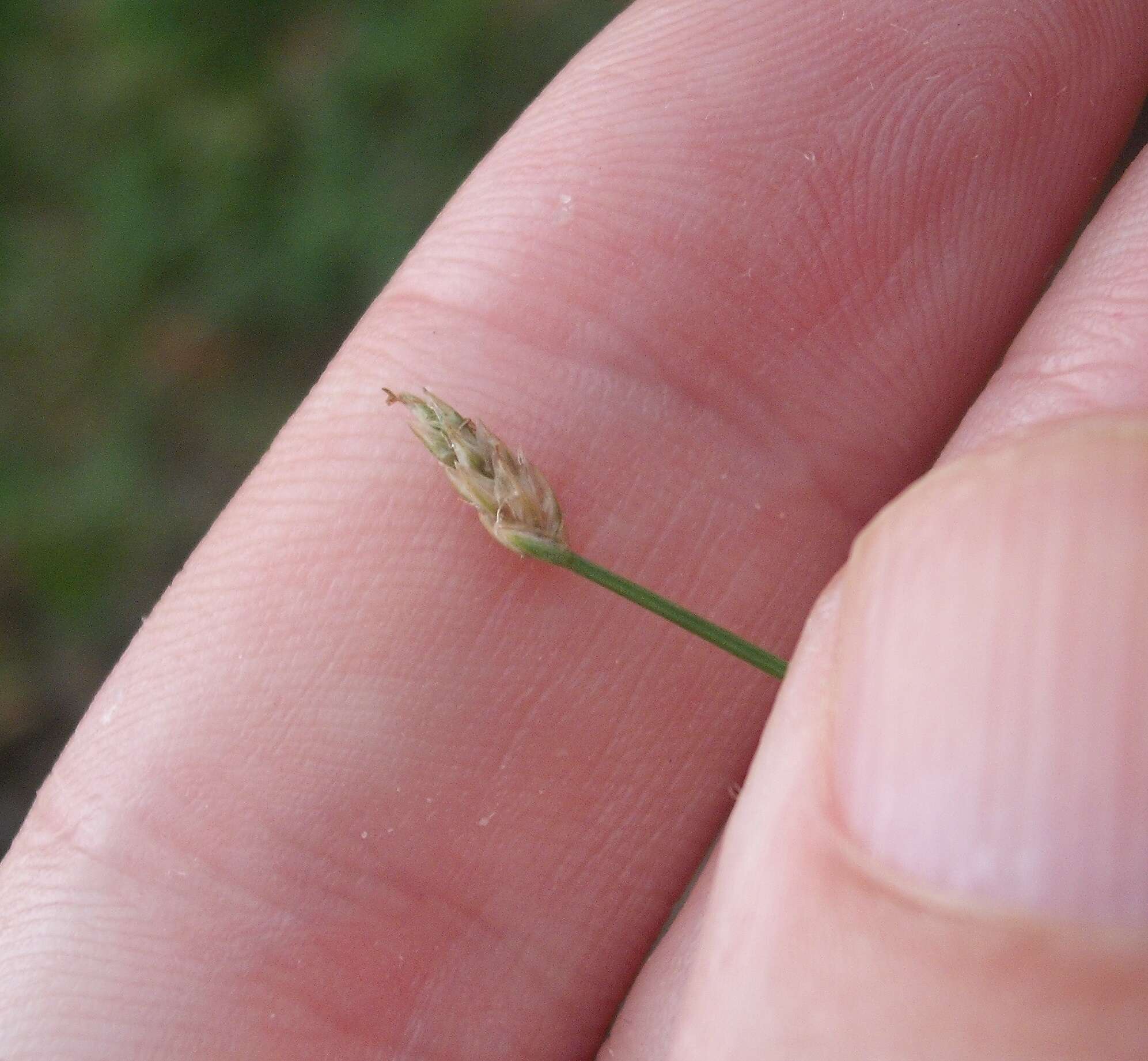 Image of Eleocharis gracilis R. Br.