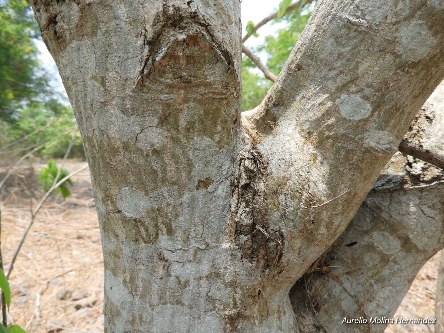 Image de Heliocarpus donnellsmithii Rose ex J. D. Sm.