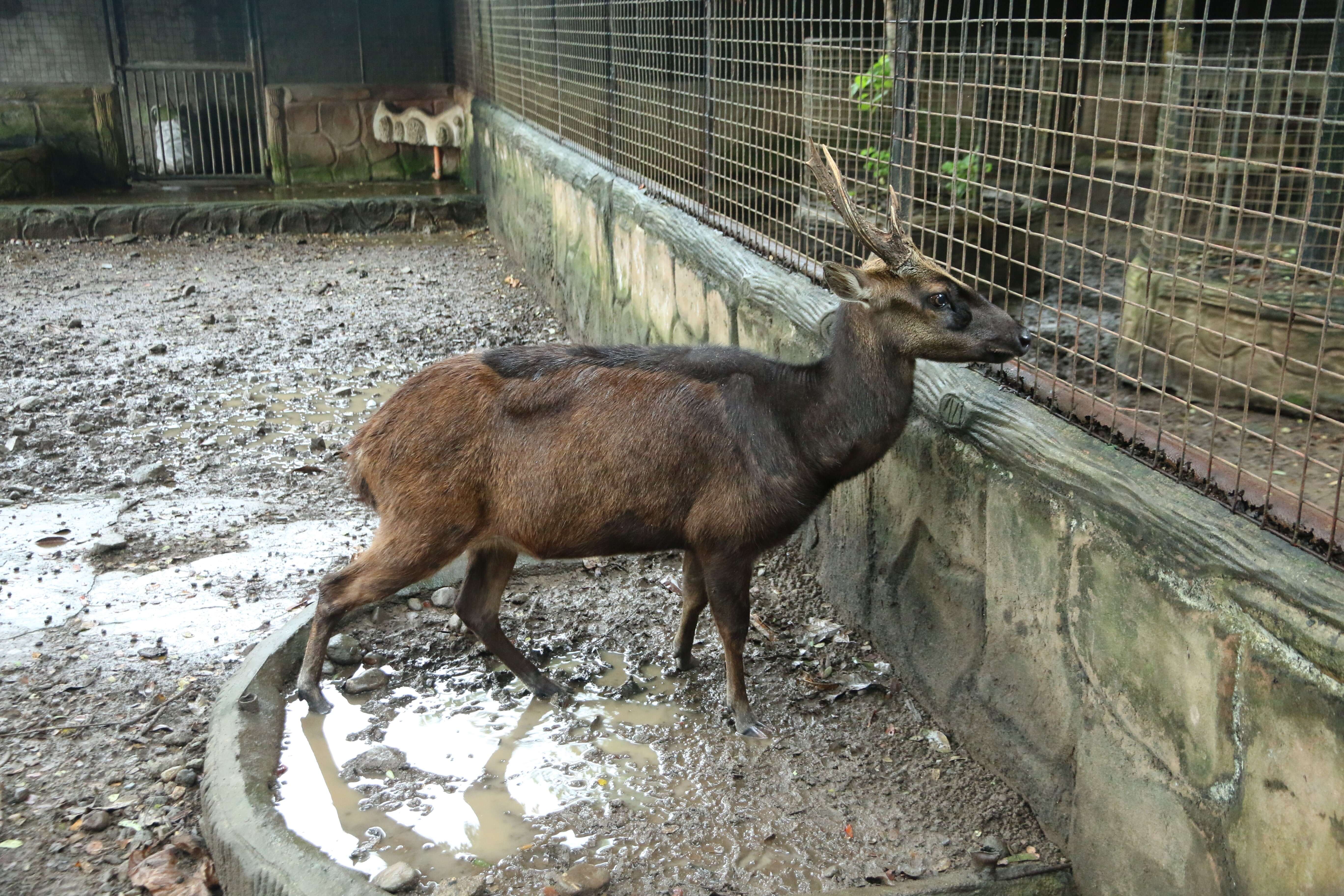 Image of Philippine Brown Deer