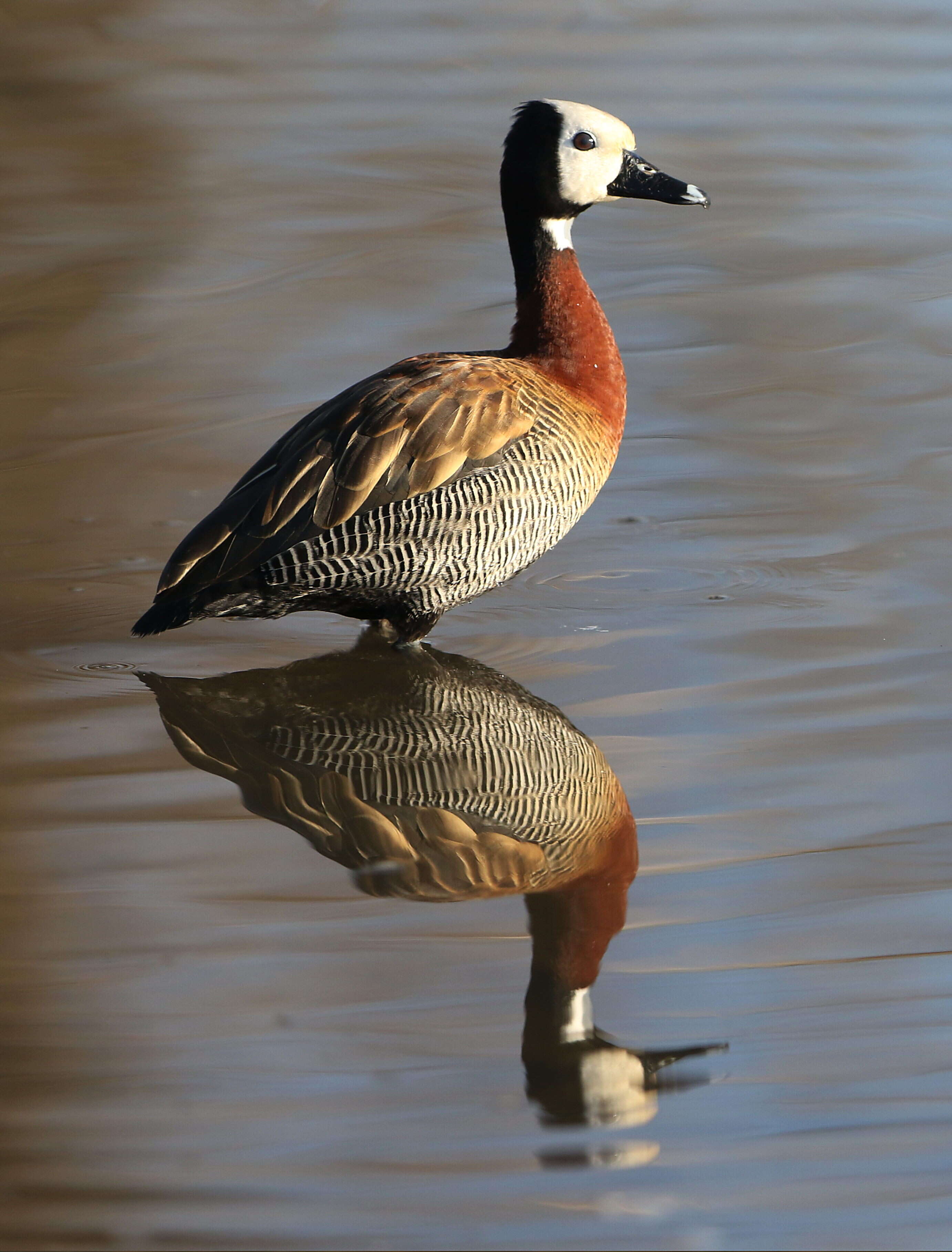 Image of White-faced Whistling Duck