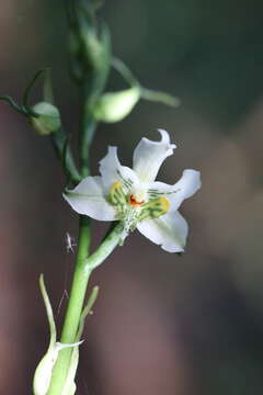 Image of Gavilea araucana (Phil.) M. N. Correa