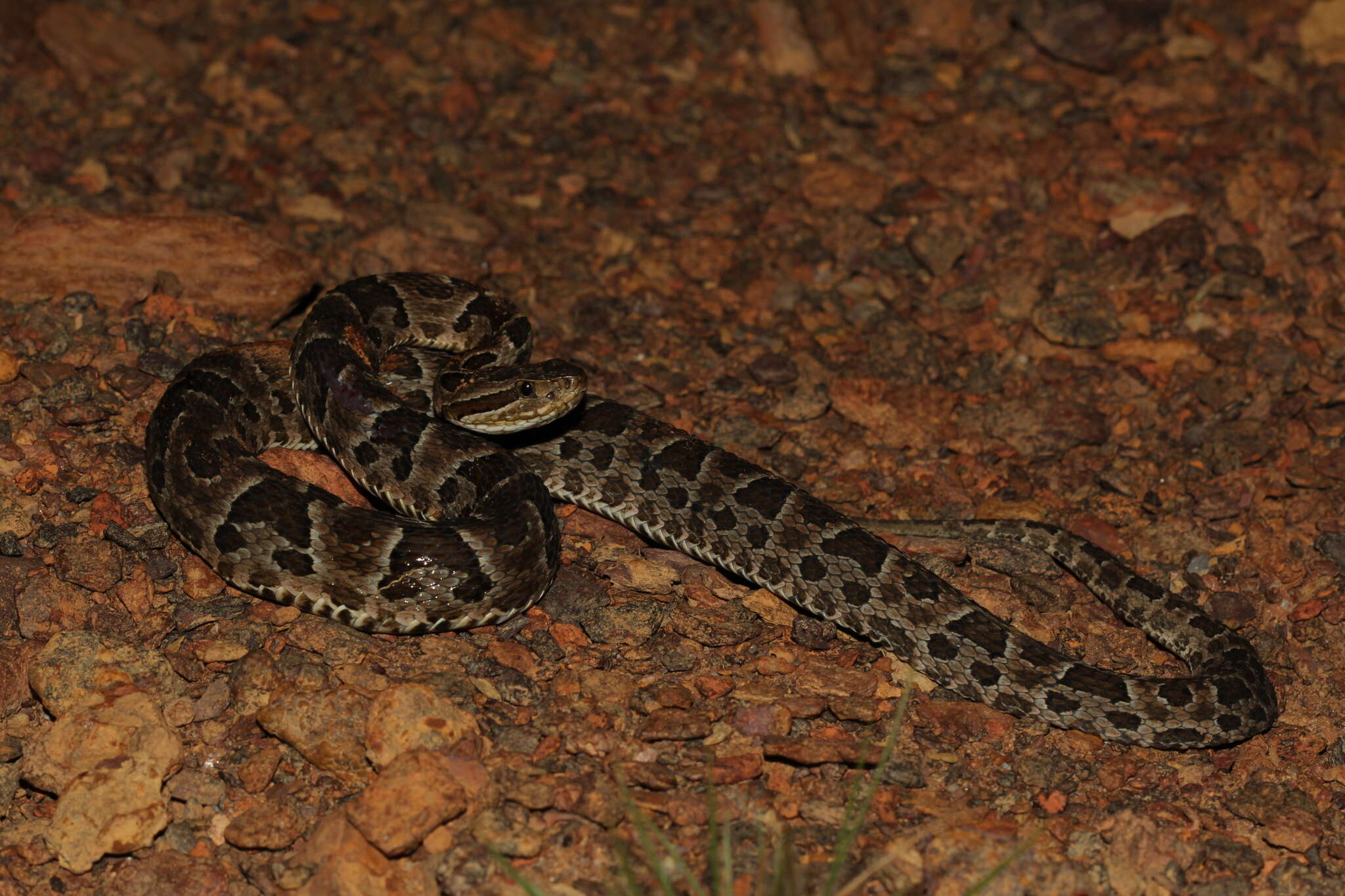 Imagem de Bothrops neuwiedi Wagler 1824