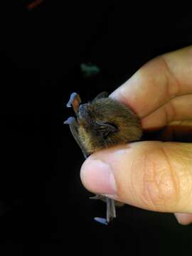 Image of pipistrelle, common pipistrelle