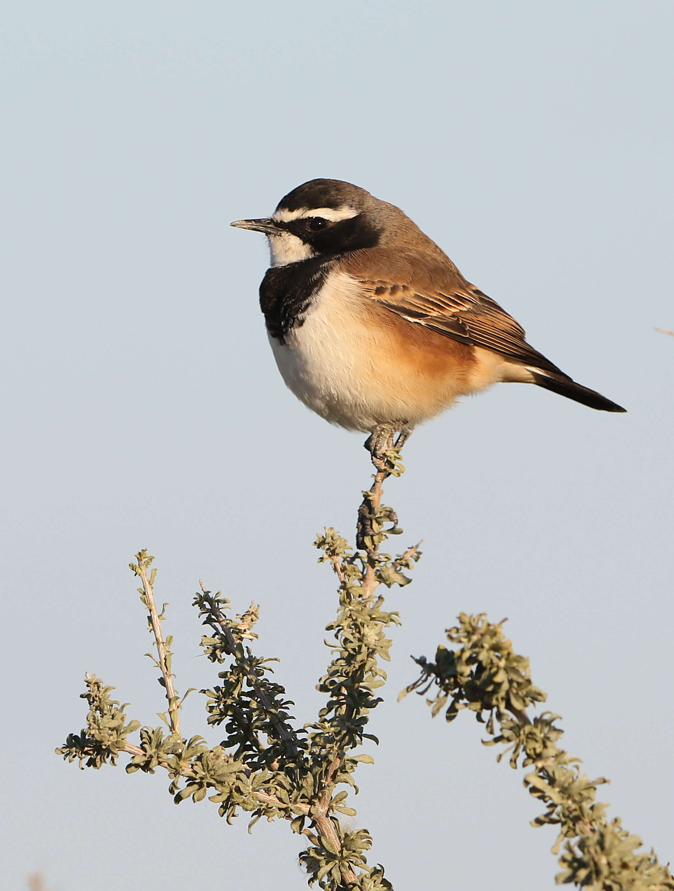 Image of Capped Wheatear