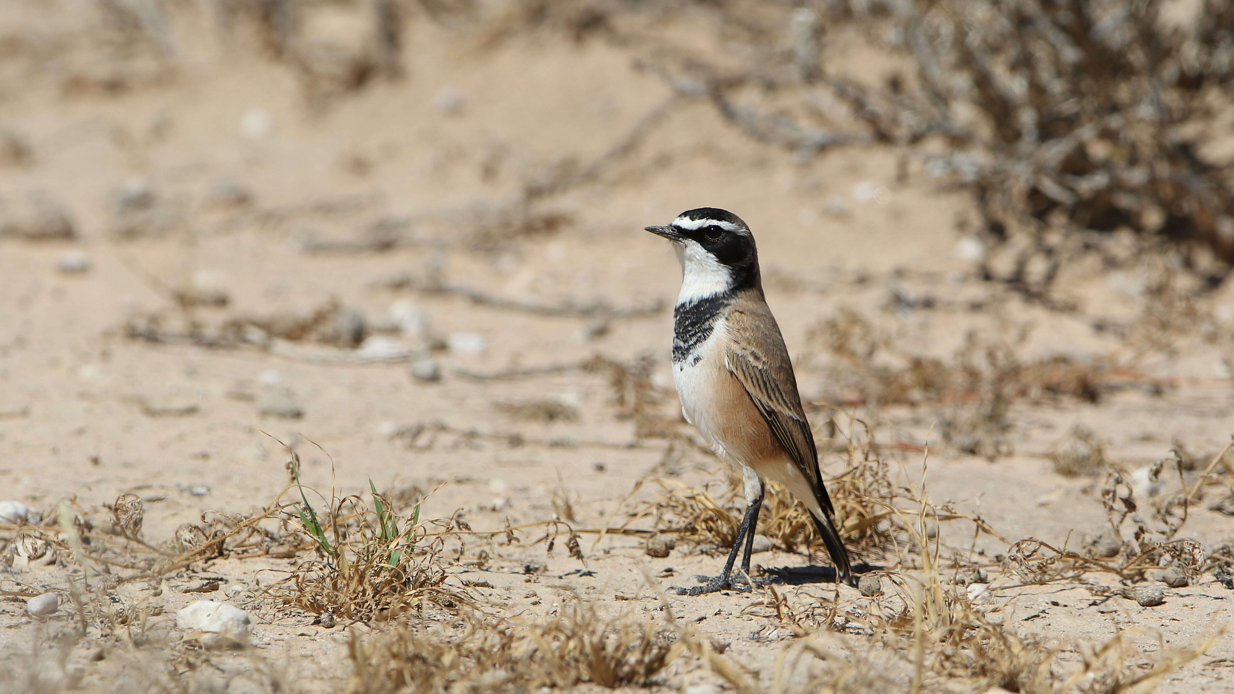 Image of Capped Wheatear