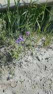 Image of bird vetch